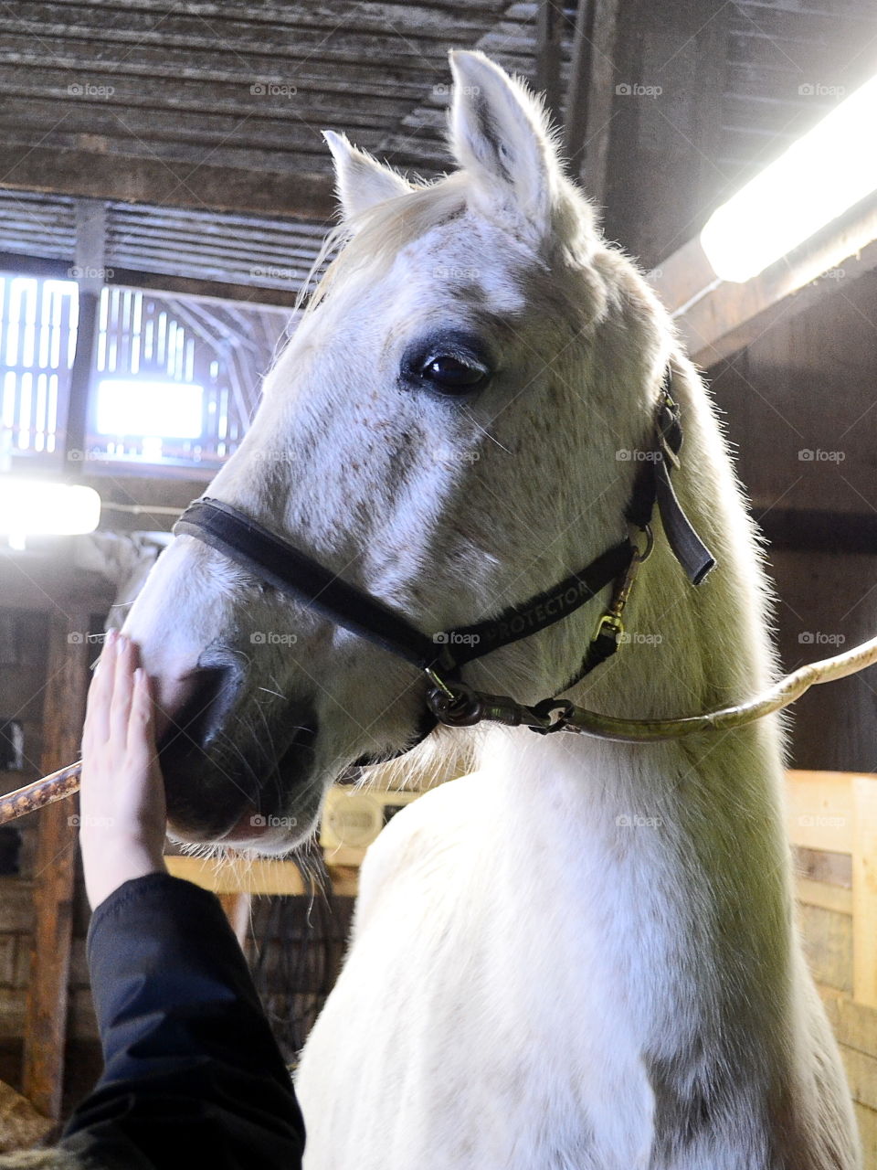 White horse in the stable