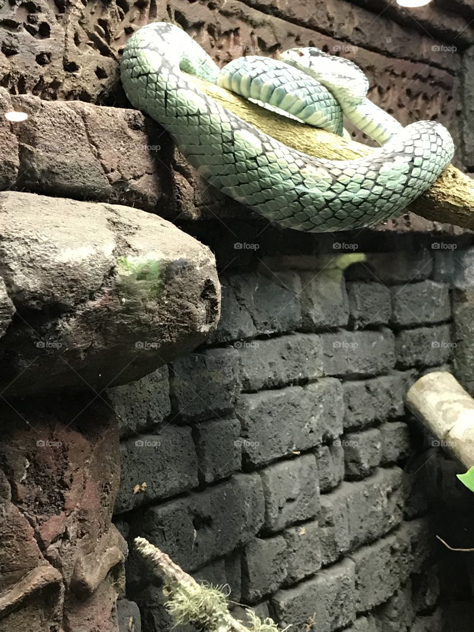 Sunbathing snake taking a nap