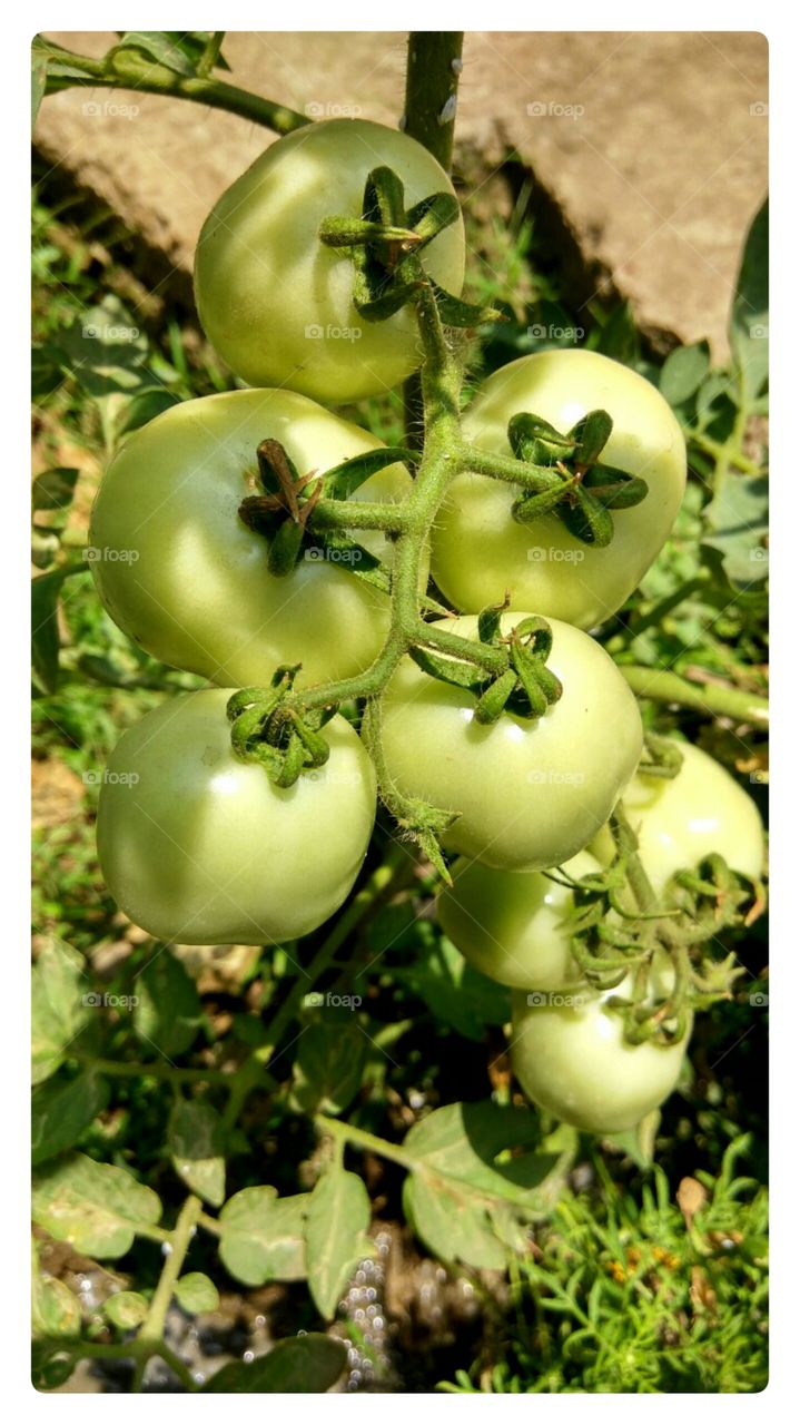 Tomatoes hanging on plant