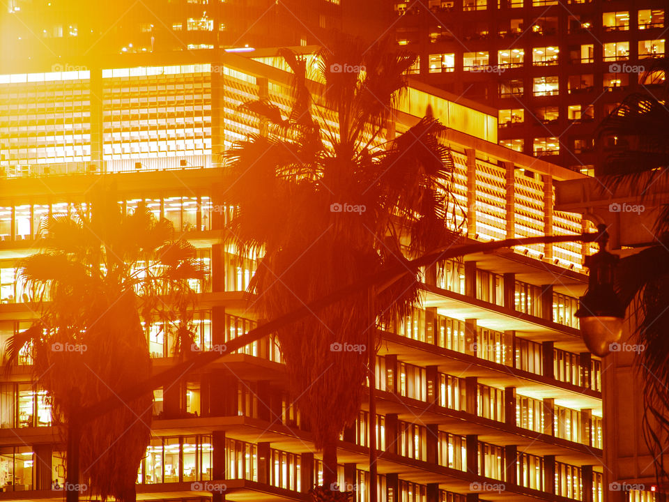 Palm tree in downtown Los Angeles at night in the warm beach city.
