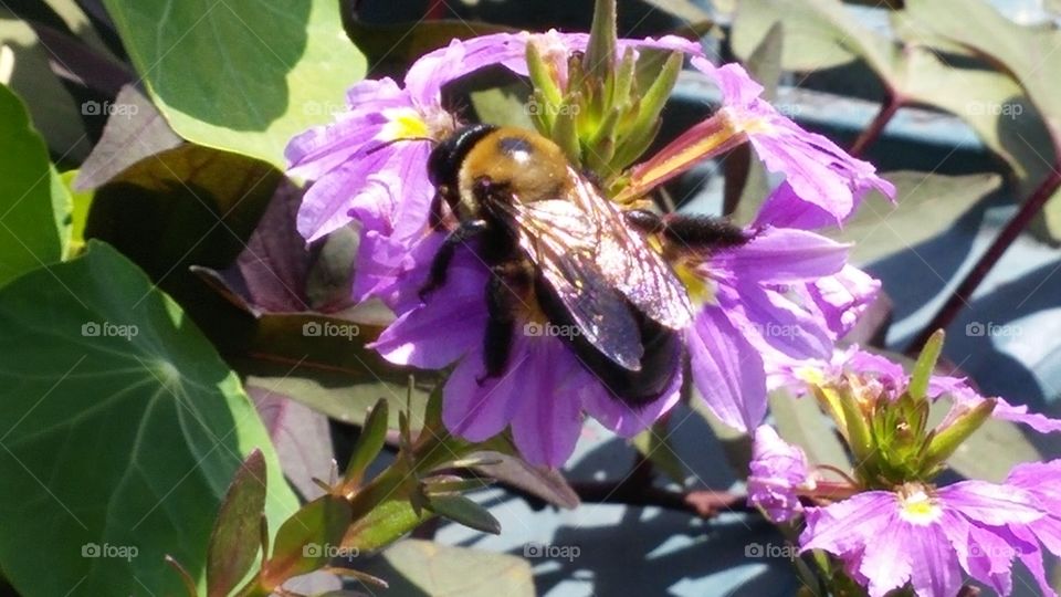 buzz. simsbury, ct