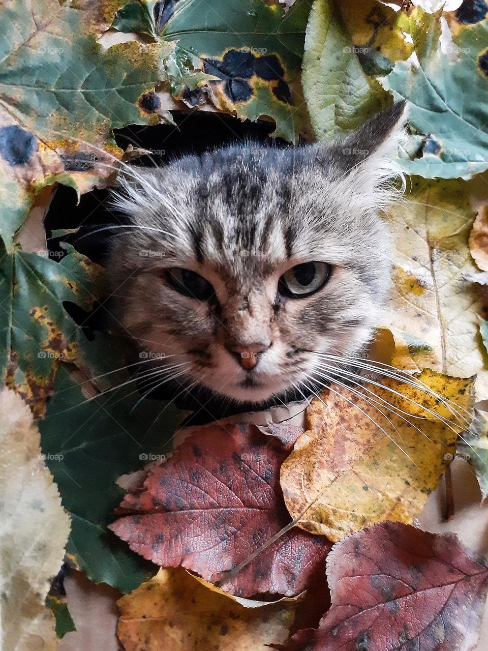 Portrait of an angry country cat in an autumn leaf
