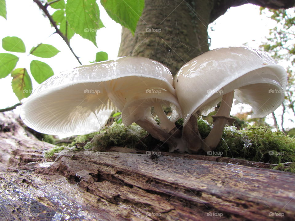 the underside of the slimiest fungi I've ever seen