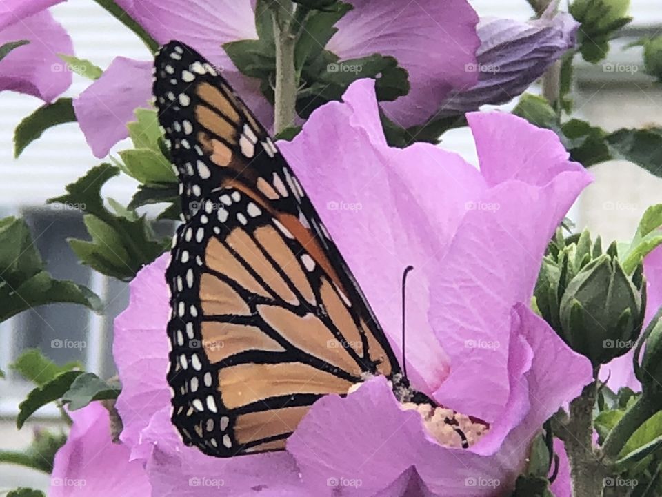 Monarch butterfly on Rose of Sharon 