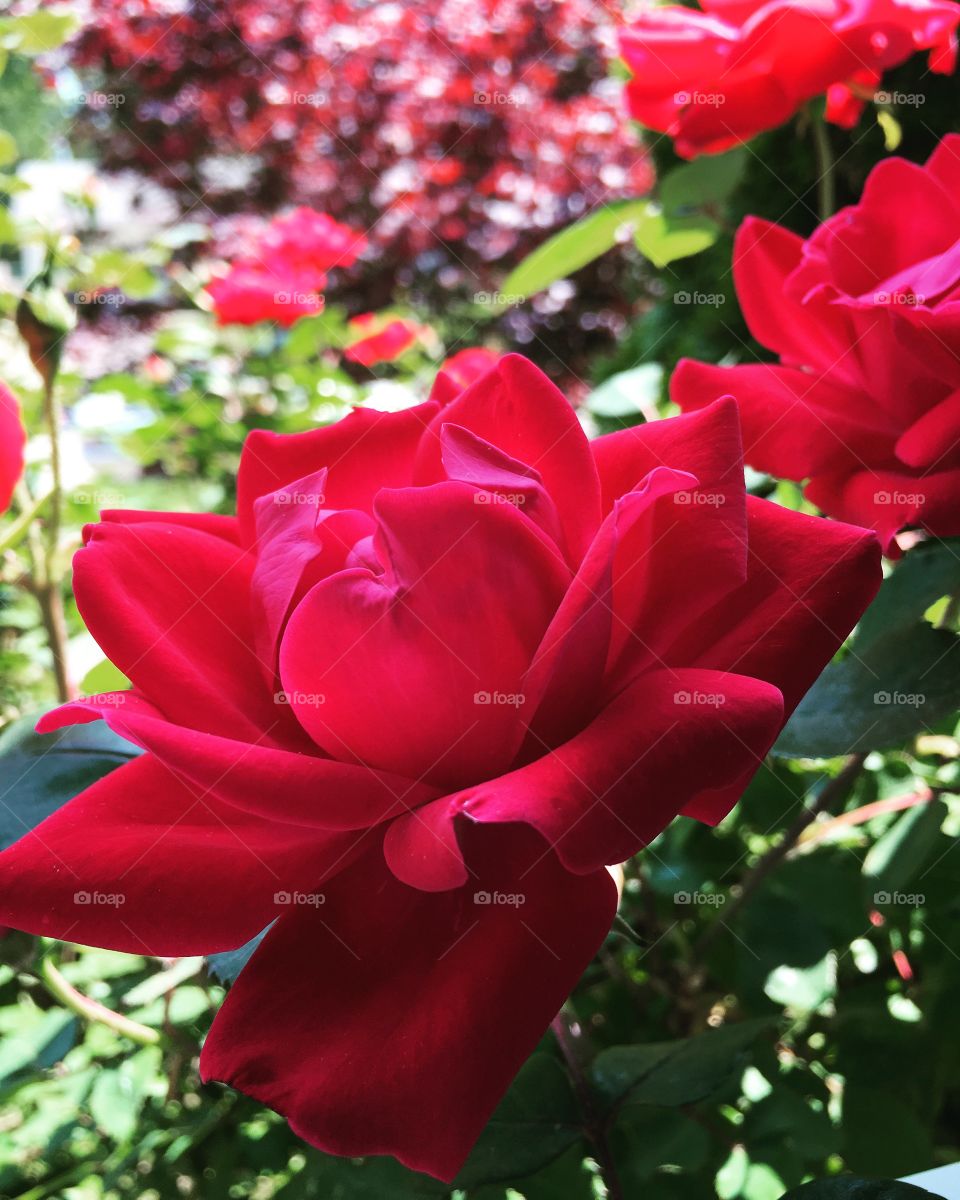 Roses