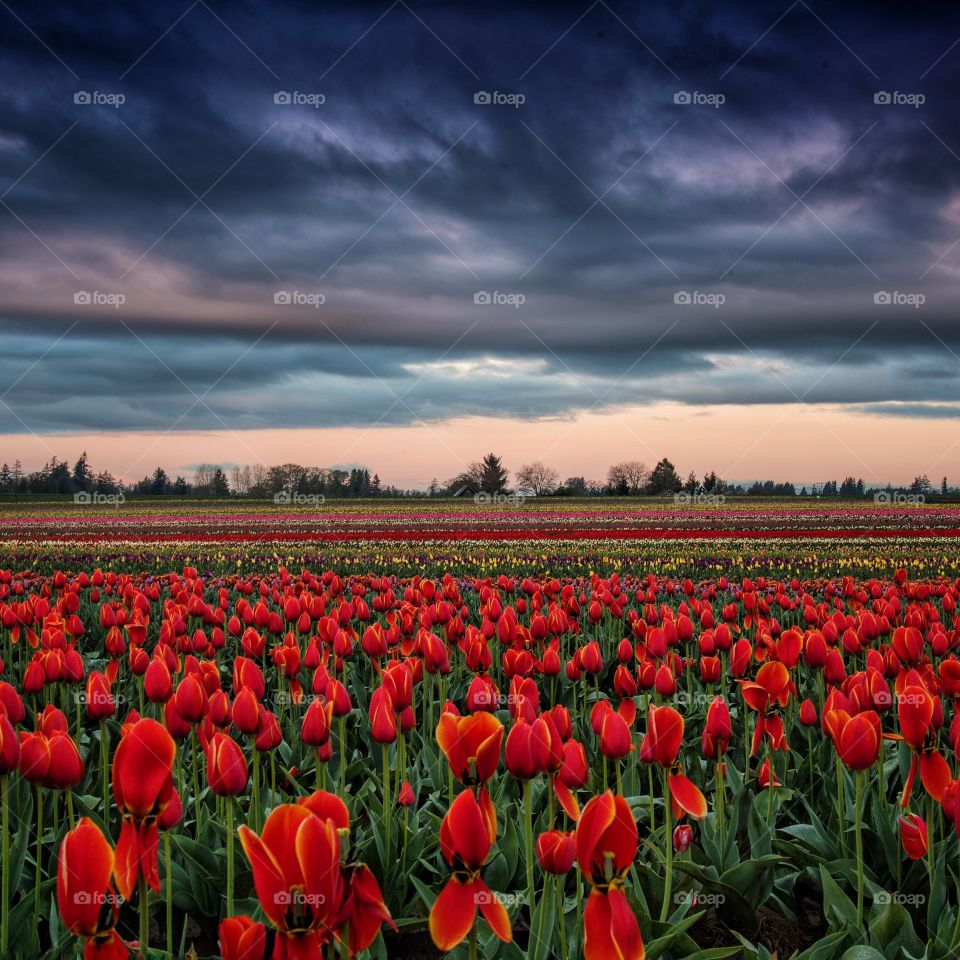 Tulips flowers growing on field