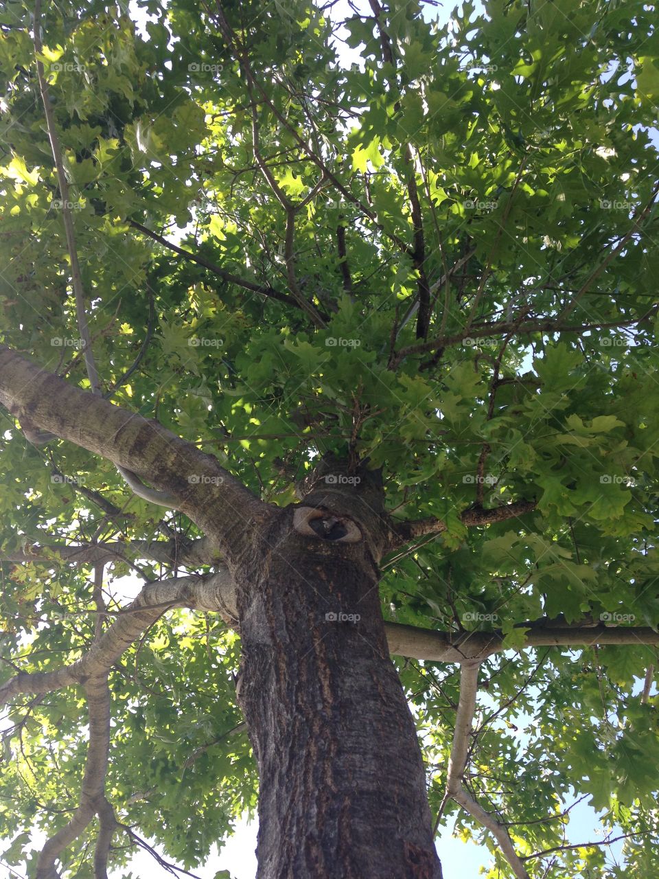 Look up. Looking up in a tree