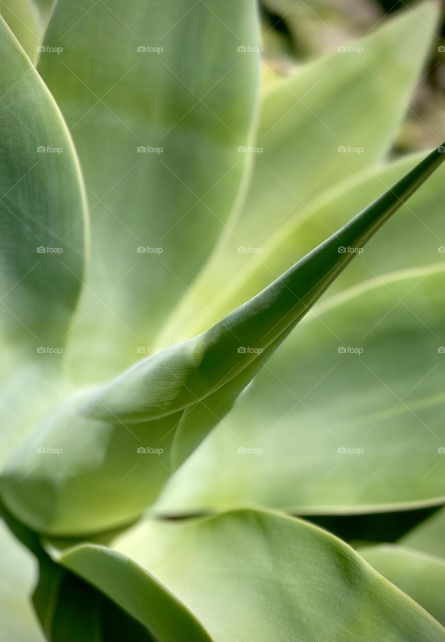 Agave plant bathing in sunlight