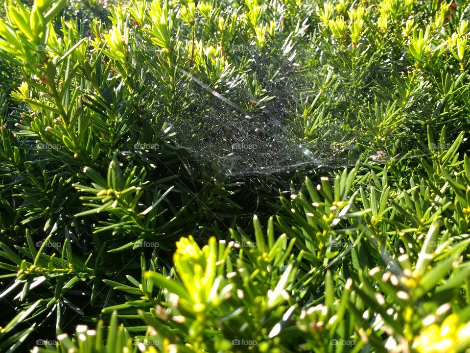 the hanging web