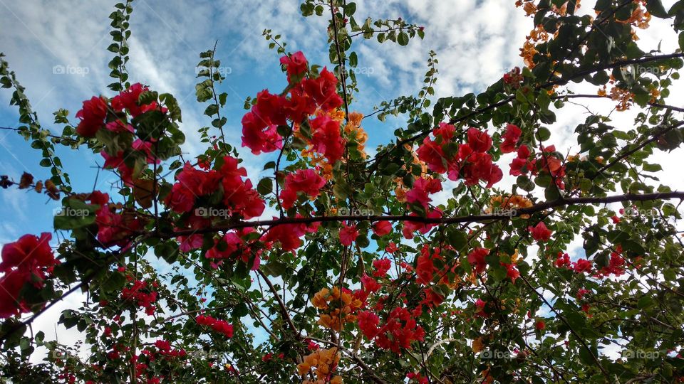 red Bougainvilles