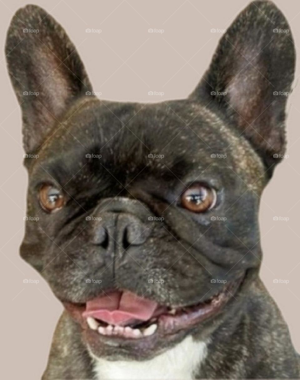 my most beautiful and cute dog.