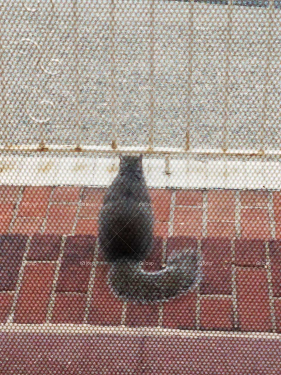 Squirrel sitting in front of door