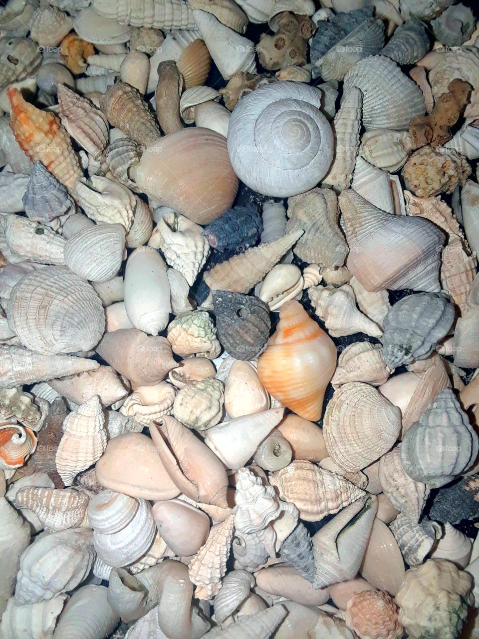 pretty seashells