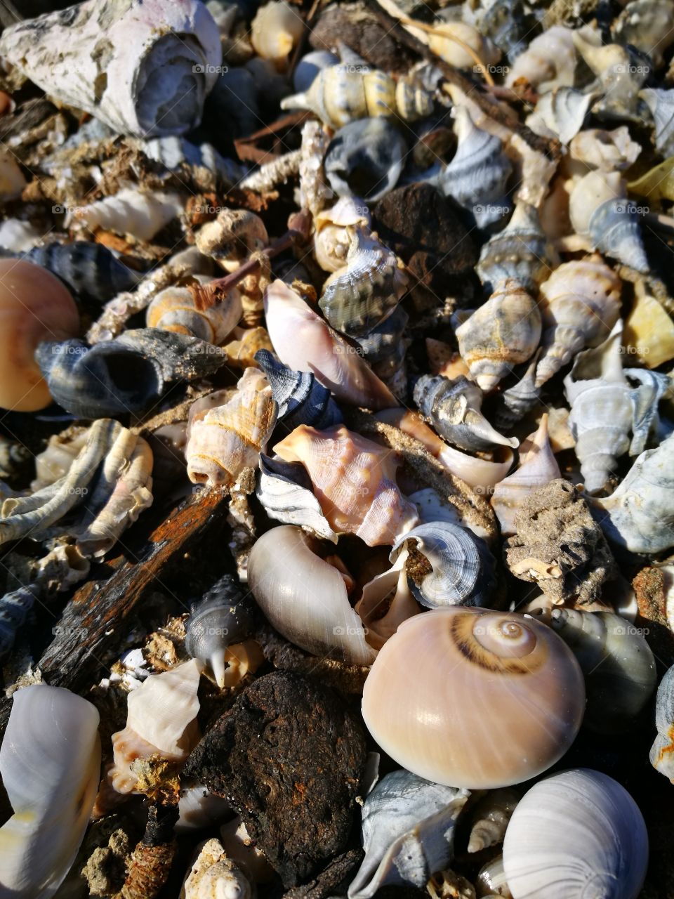 seashell