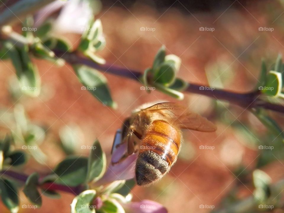 bee
