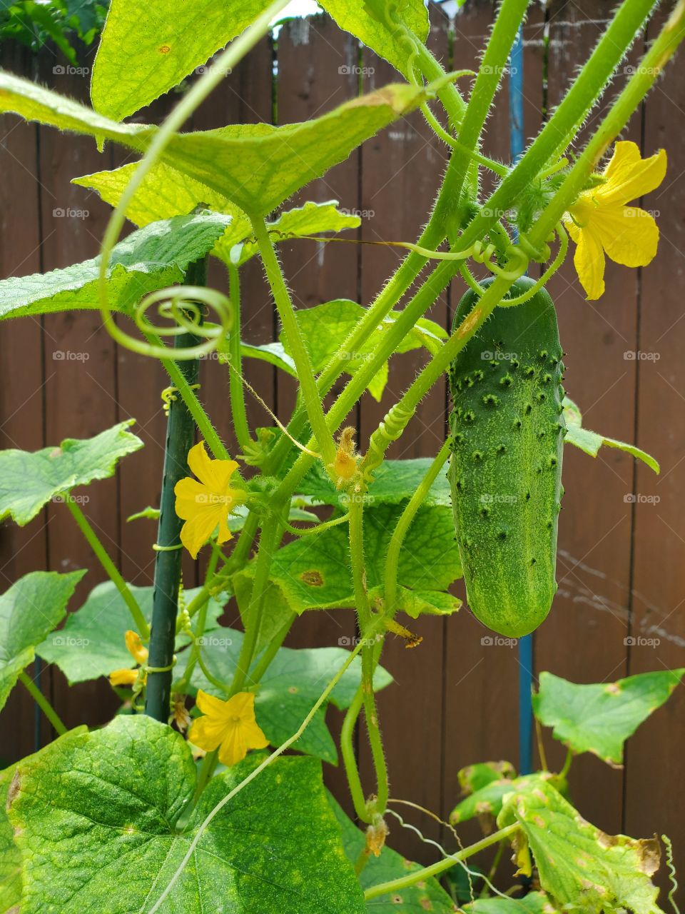 Fresh green cucumber growing in garden