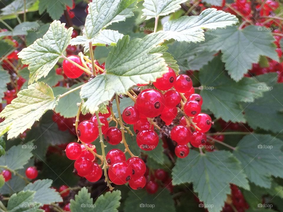 ripe red currants