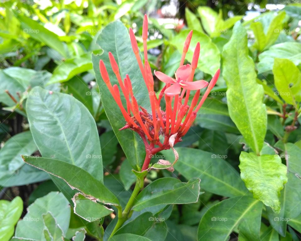 Red flower on the park