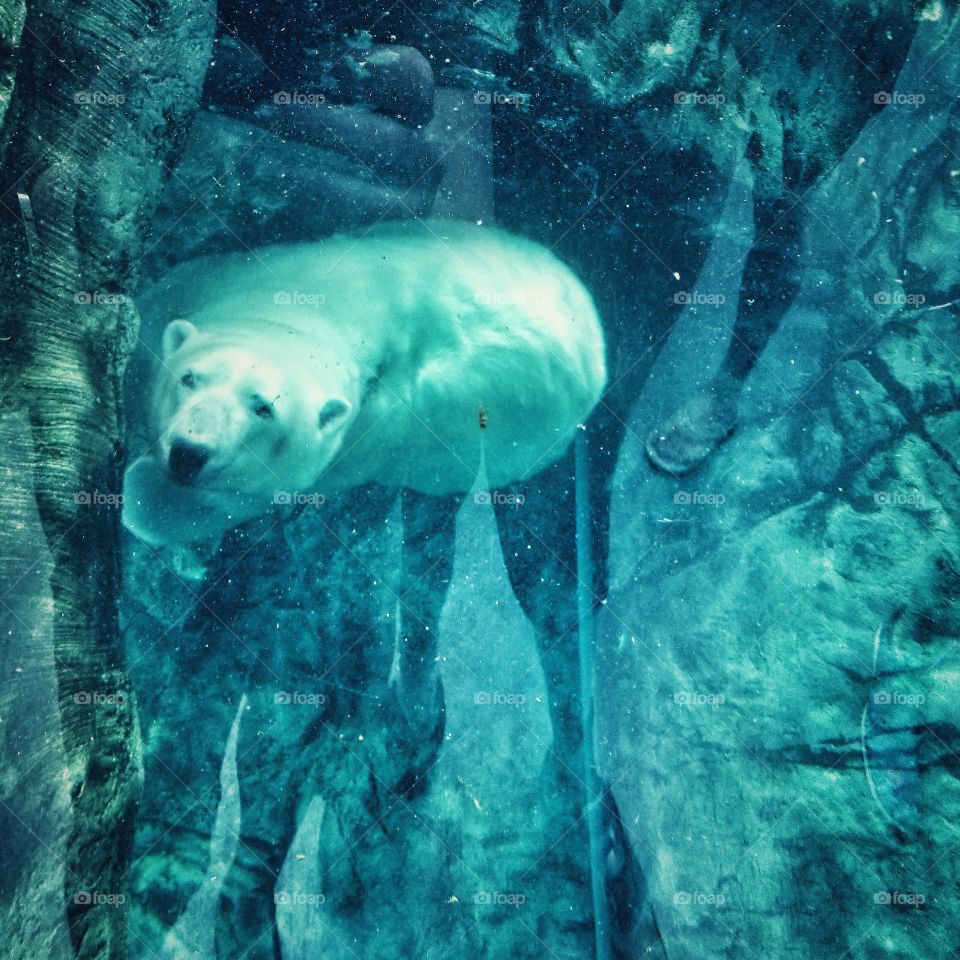 Polar bear swimming overtop of us