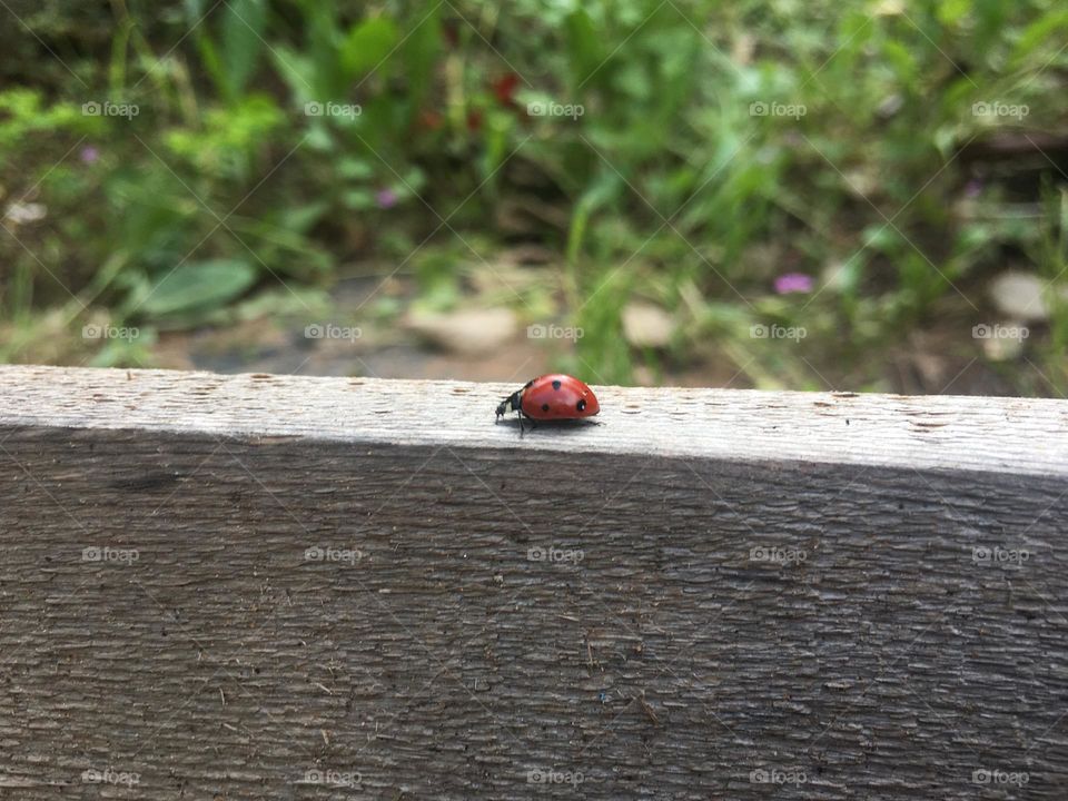 Lady bug 