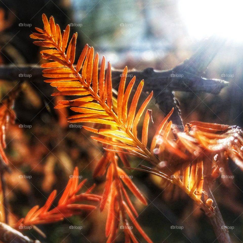 Cypress tree leaf in the fall sun close up macro