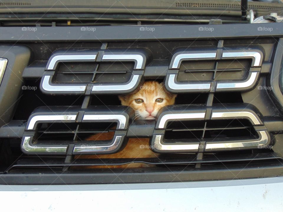 Mini tiger under the hood
