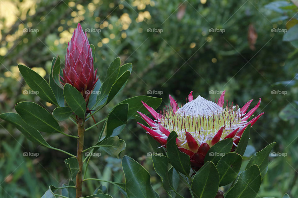 King Protea, beautiful South African flower, huge flower head, Madiba variety