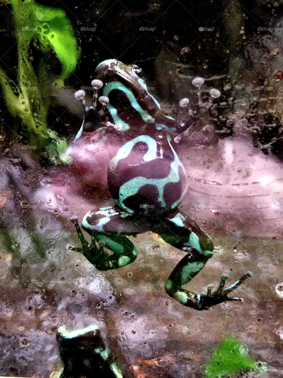 poison dart frog climbing inside aquarium