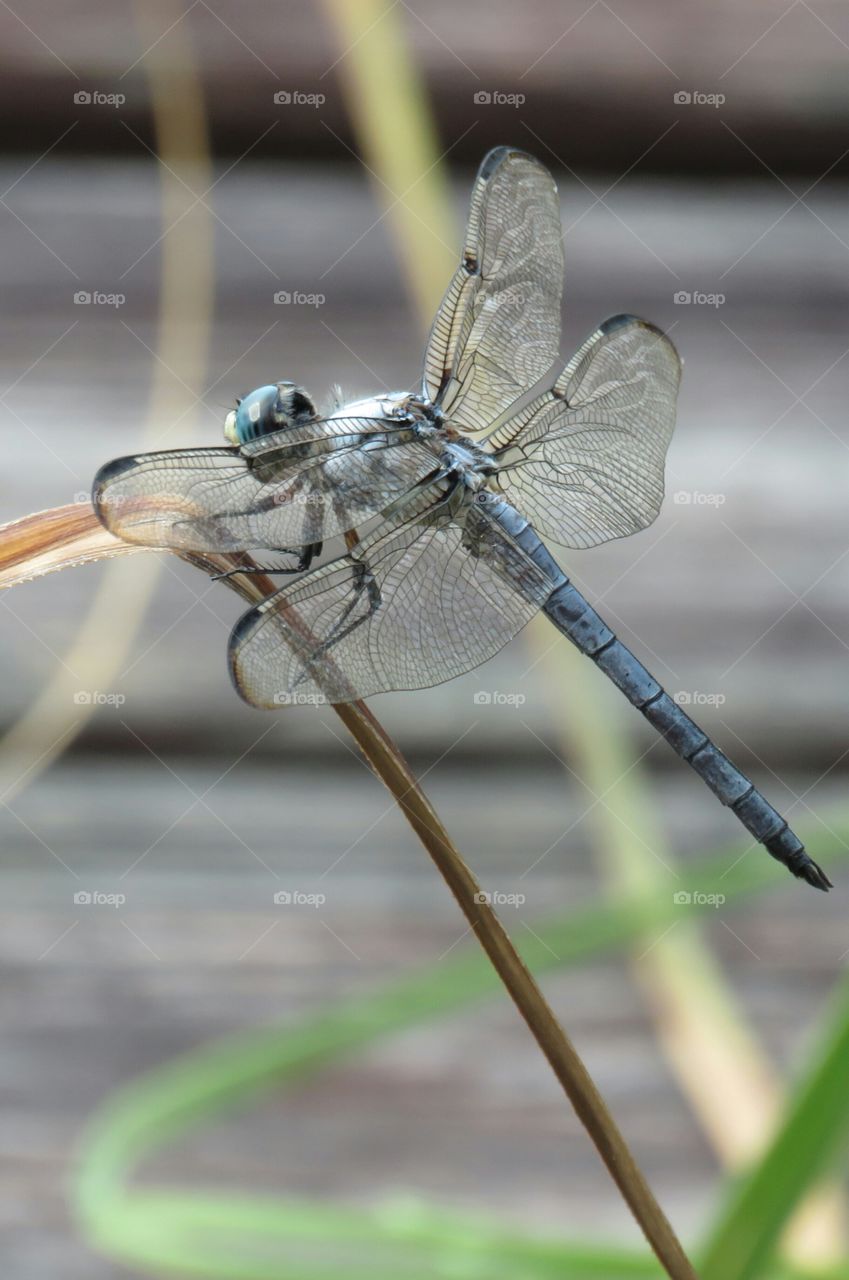 Dragonfly