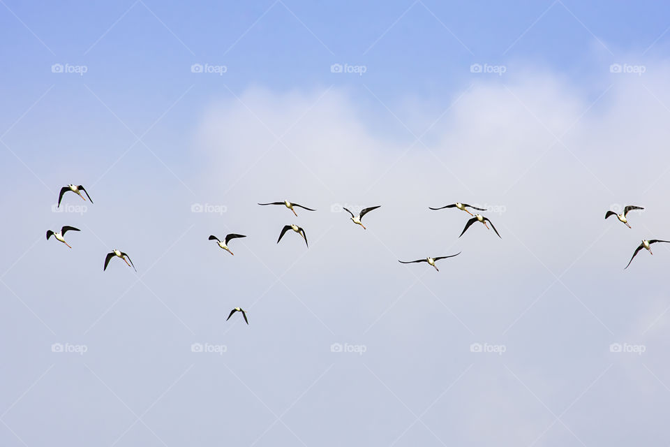 Flocks of birds flying in the sky.