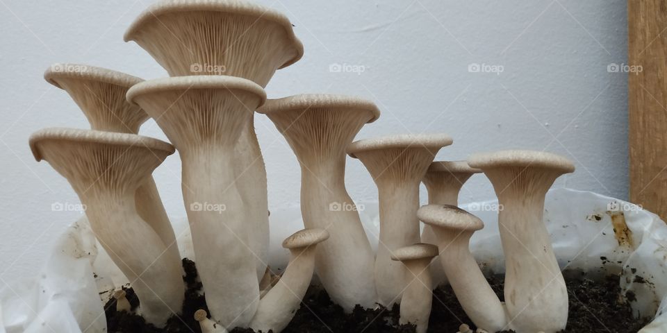 this kind of mushroom can grows in home