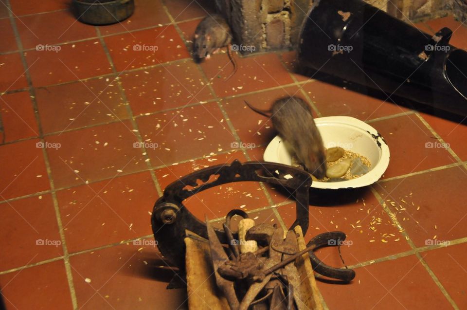 There's A Rat In The Kitchen!