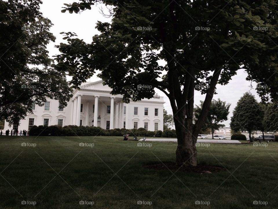 the white house 