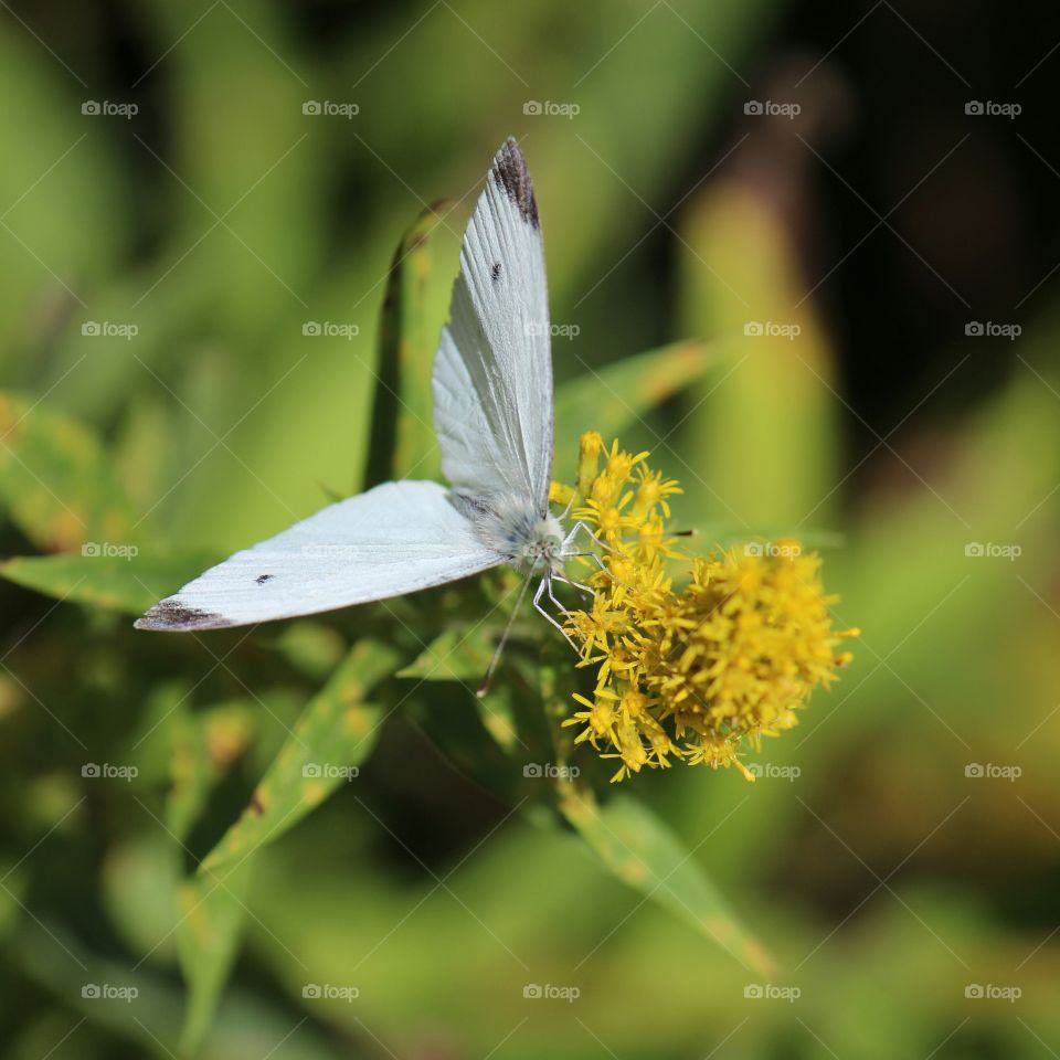 Butterfly and Wildflower