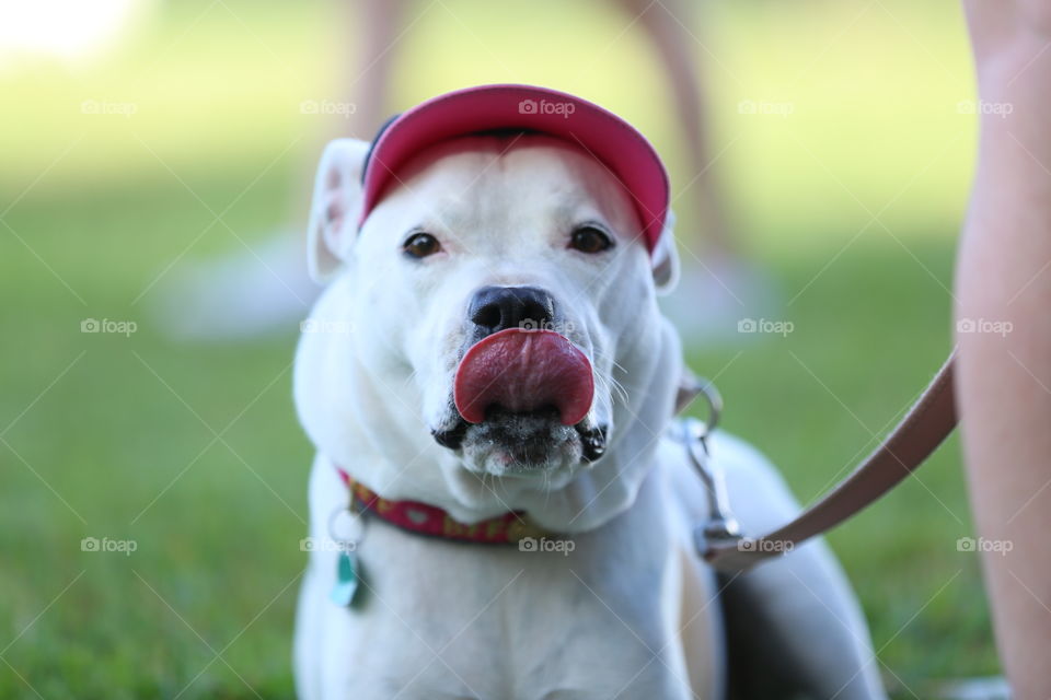 Dog with a hat