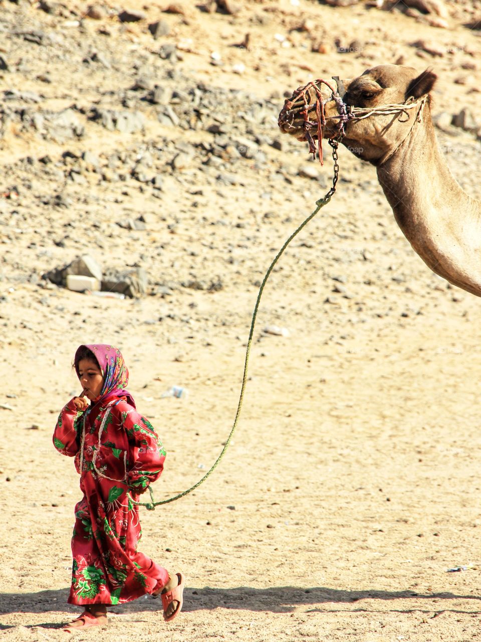 young bedouin girl and a camel