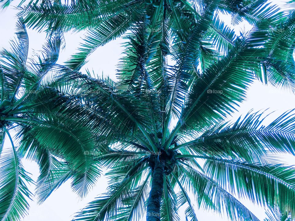 Palms