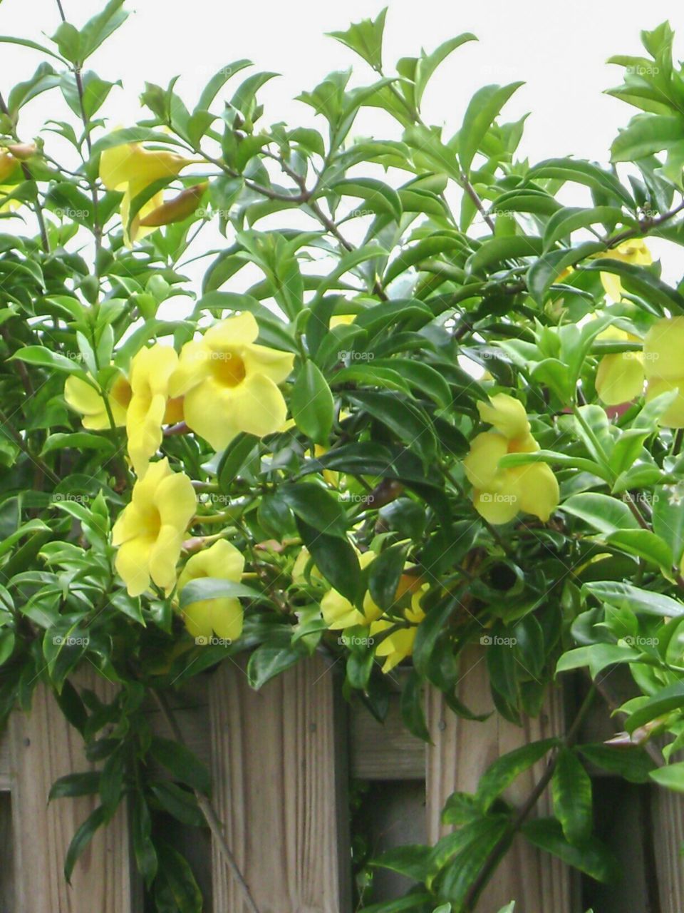 yellow oleander. yellow oleander over fence