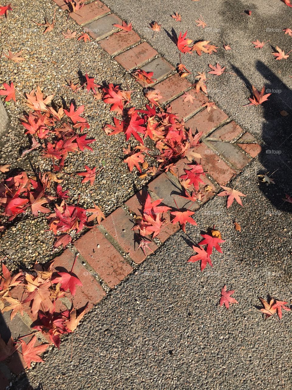 Leaves fallen from the tree