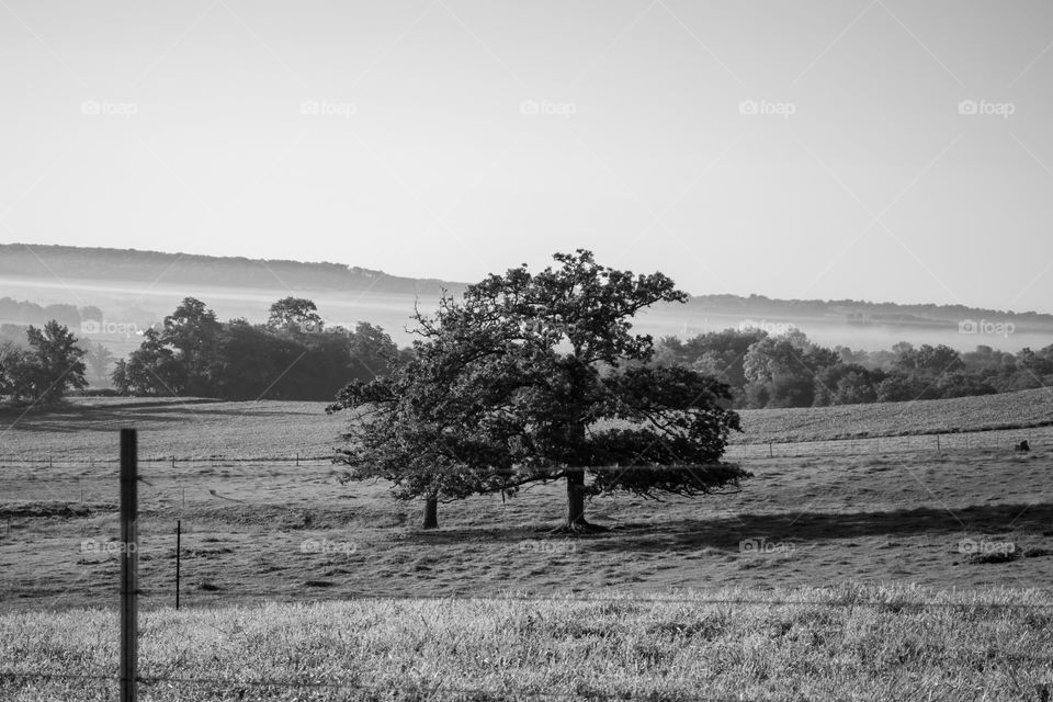 black and white of two lonely trees standing in a pasture with a backdrop of trees and a fog bank