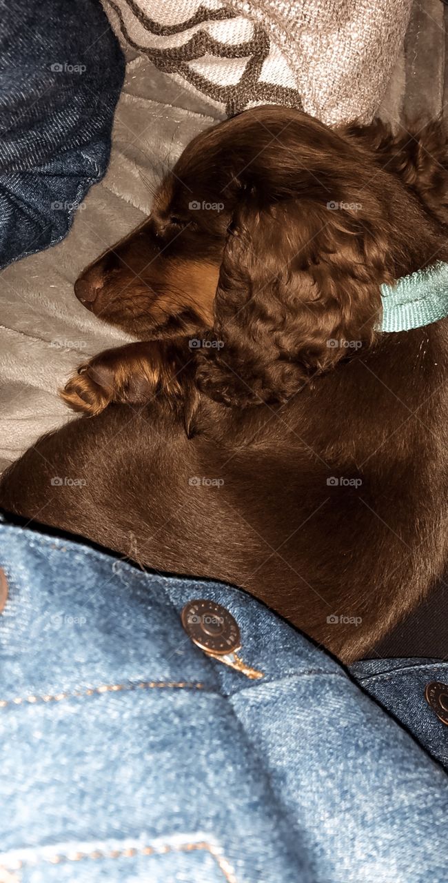 Cute little whisker nugget all curled in! This is an eight week old dachshund puppy that loves to be held. 