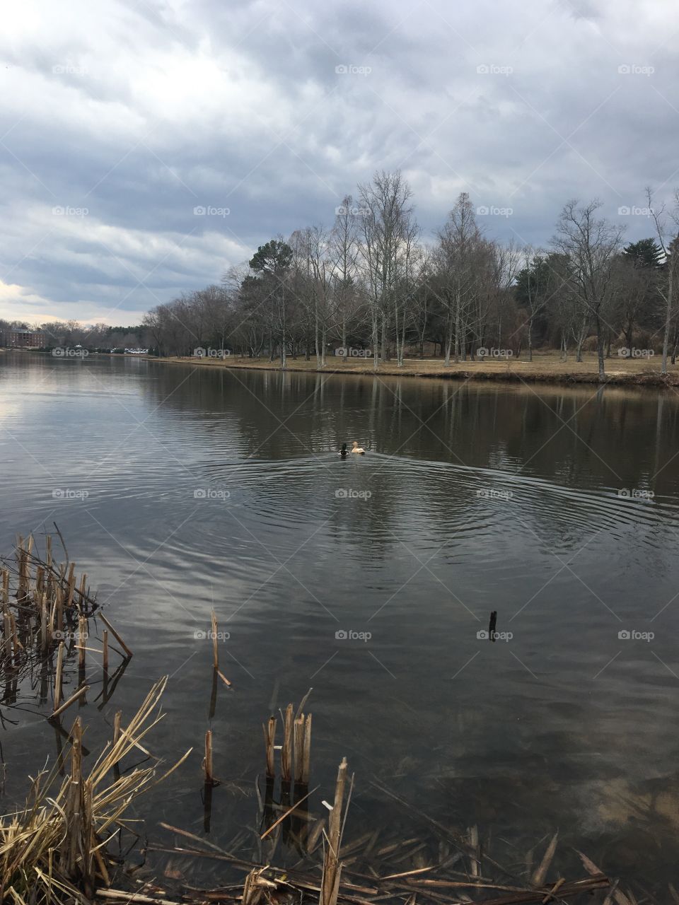 Ducks swimming in lake 