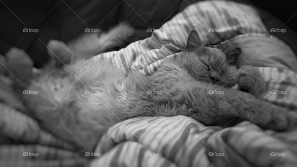 Black and white sleeping cat