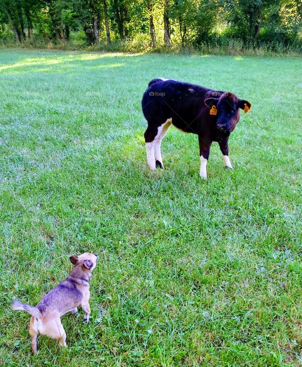 Dog play with baby cow