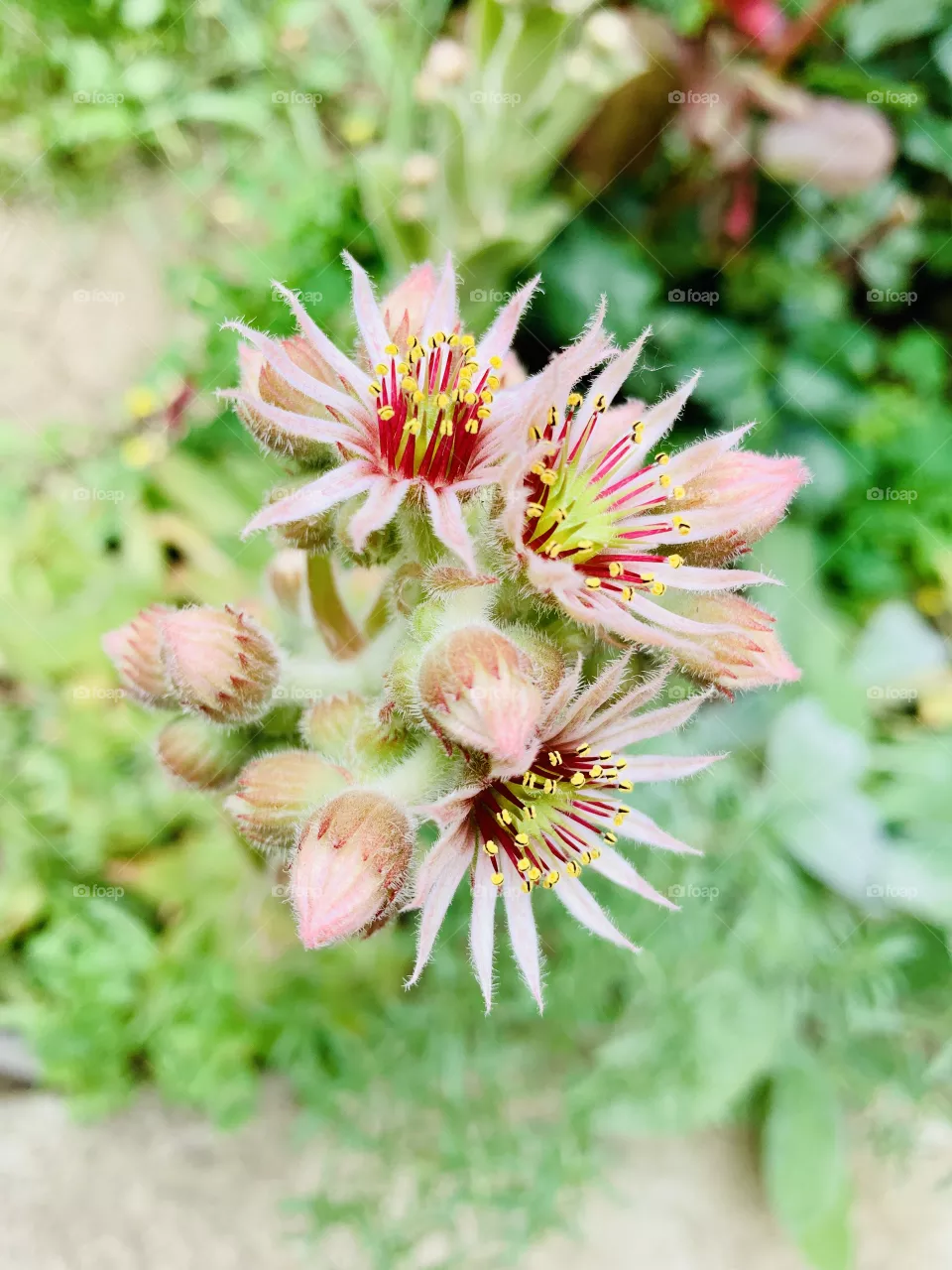 Cactus flower