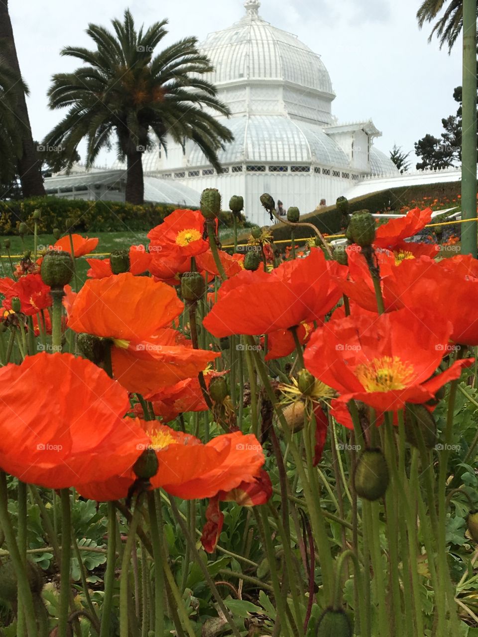 Red Iceland Poppies in front of the Conservatory of Flowers | San Francisco, CA
