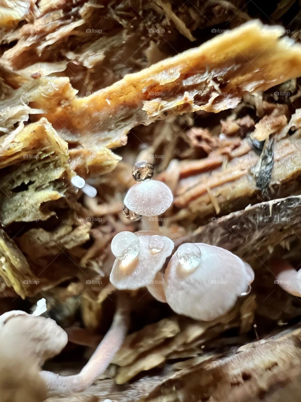 Extreme closeup of water droplets on tiny fungi, growing on a decaying log. The whole scene is the scale of a fingertip.