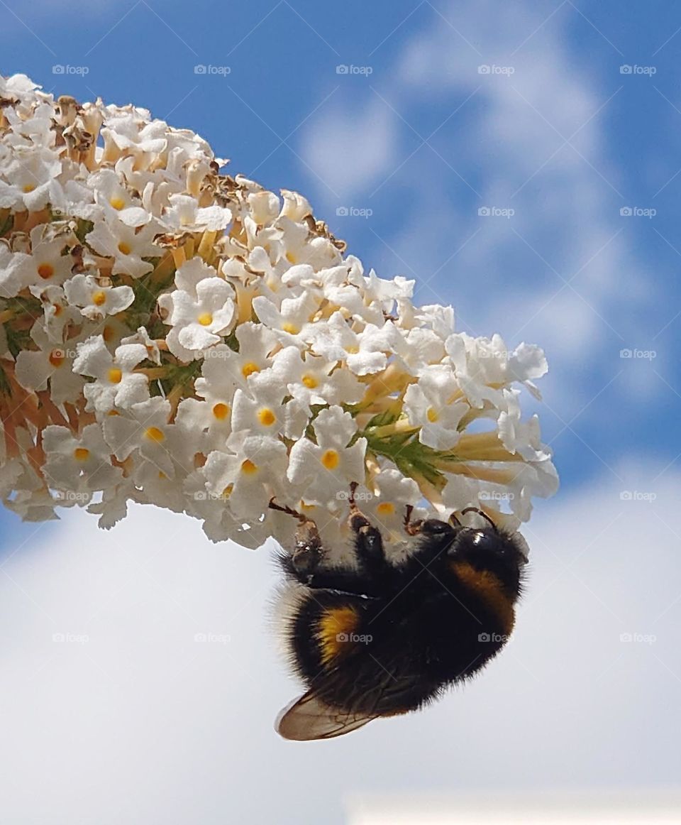 Bumblebee hanging in the top