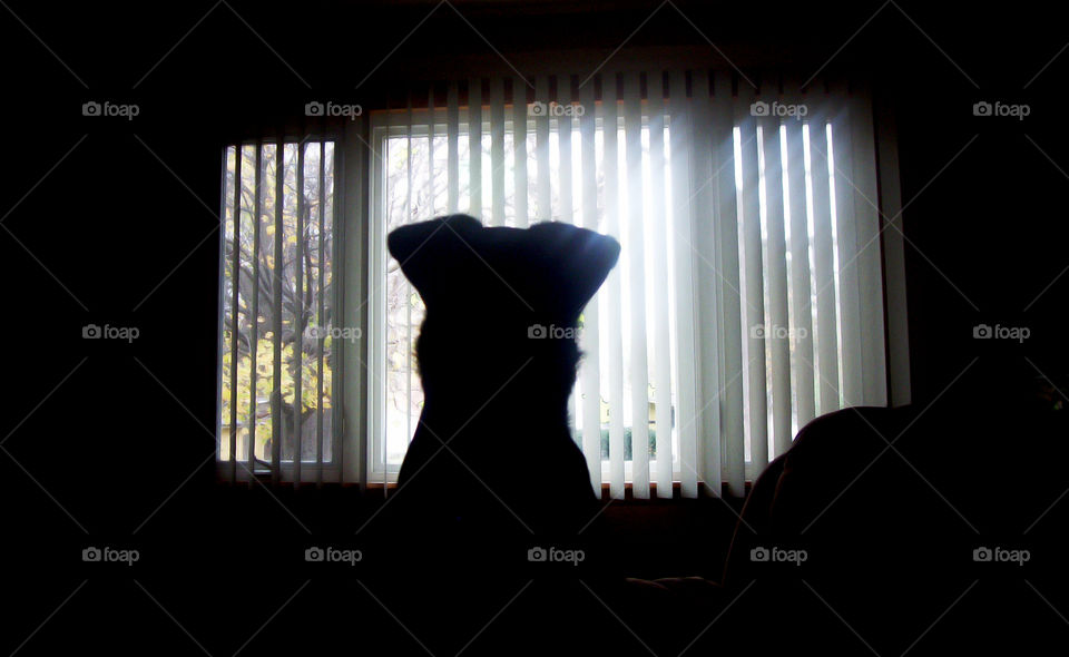 Dog looking out window