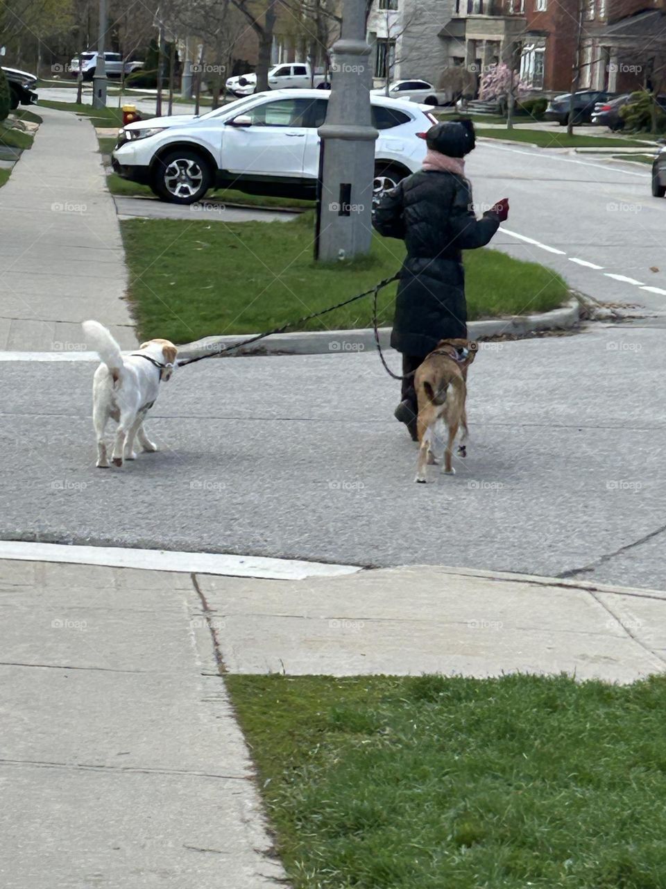 Walking dogs 